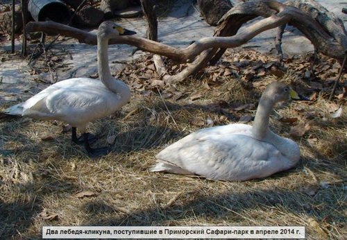 Полин и его подруга