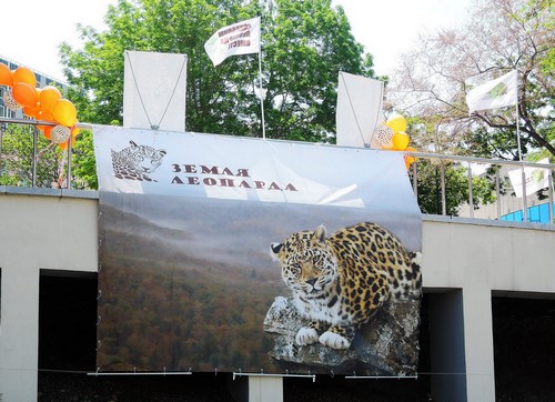 Во Владивостоке сегодня огласили имена 10 диких леопардов