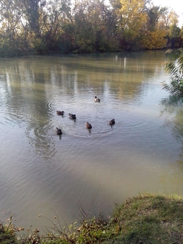  Утки в парке. Краснодар, октябрь 2014