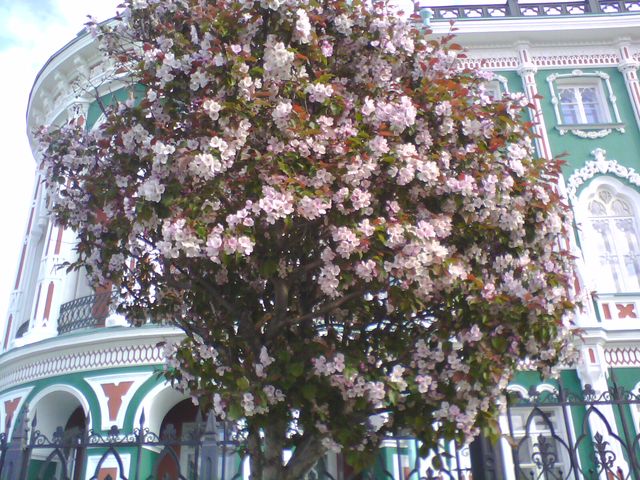 Неразгаданное чудо — такие деревья в Е-бурге везде — белые, розовые...