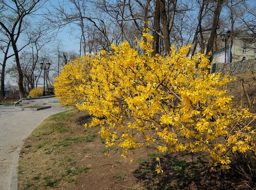 Адмиральский сквер: цветут форзиции
