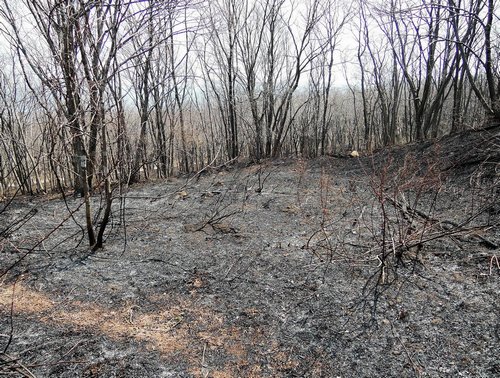 Время пепла: сгоревший лес на километры