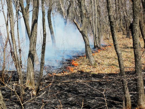 Время огня: вот так и сгорает сегодня лес