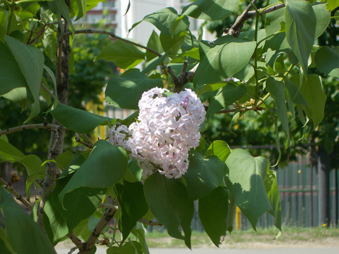  Ветка сирени