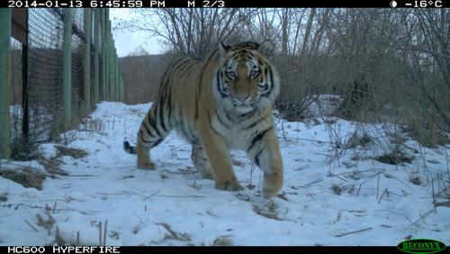 Тигрята в  Центре реабилитации и реинтродукции тигров в Приморском крае