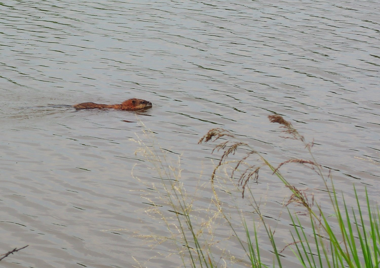 Организмы живущие в озере. Живем на озере.. Выпуск ондатры в озеро. Кто живет в озере. Проплещина в озере.