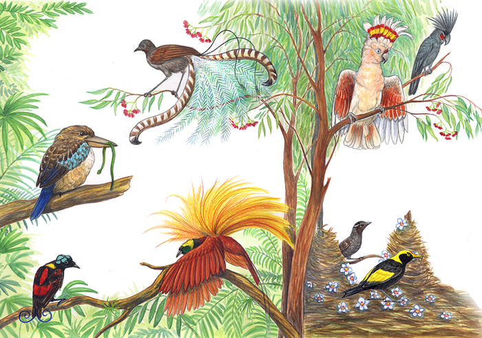Как поют звери птицы и насекомые. Насекомые и птицы в лесу иллюстрации. Разнообразные птицы в лесу иллюстрации. Птицы и насекомые джунглей. Лесные птички рисунок.