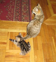 Кошка с последним  котенком, Бурундучком