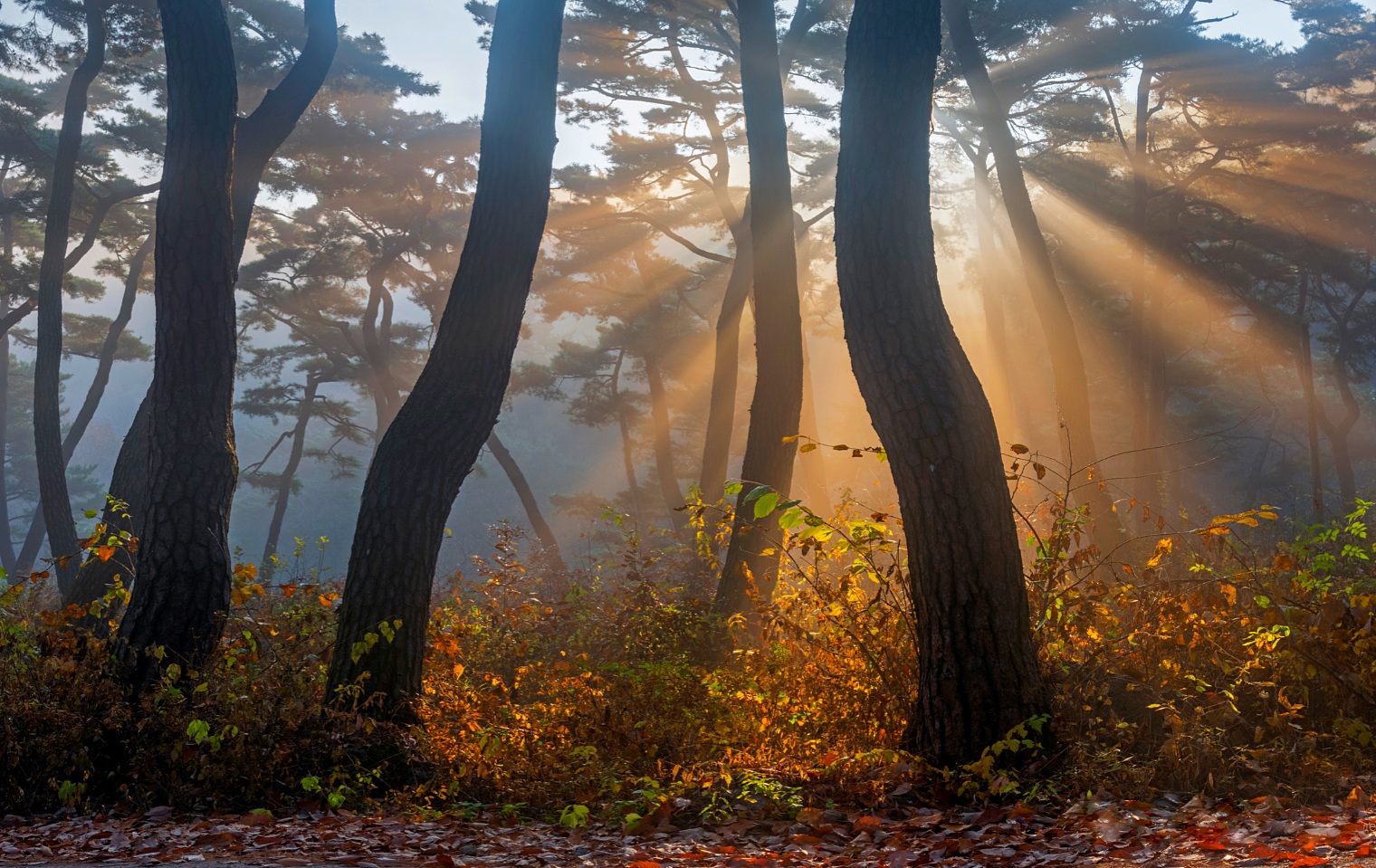 Jaeyoun Ryu фотограф